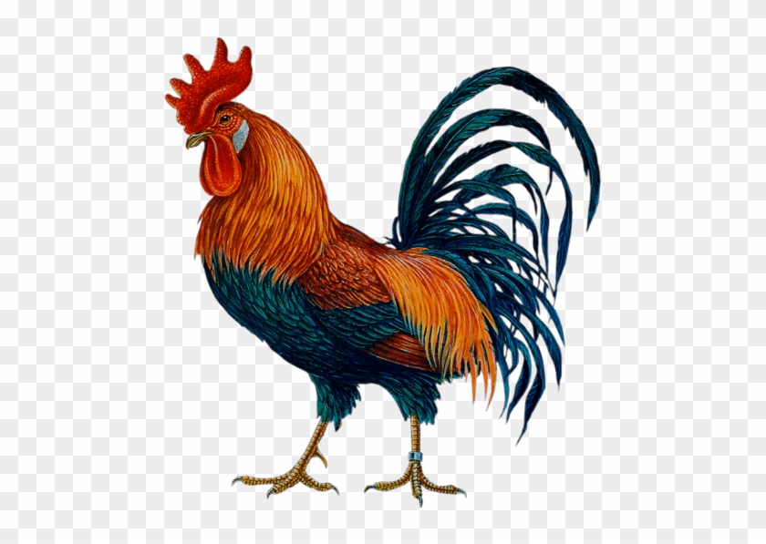 Free Png Cock Png Images Transparent - Cock Png #1156676