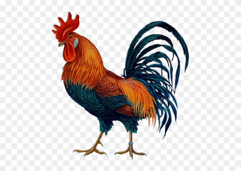 Free Png Cock Png Images Transparent - Cock Png #1156676