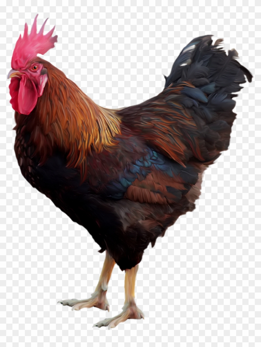 Chicken Rooster Clip Art - Cock Png #1156680