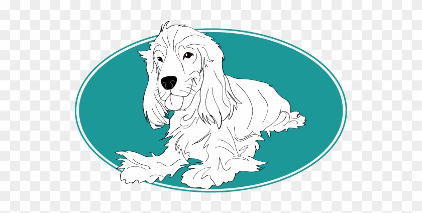 Le Cocker Spaniel Anglais Assuropoil - Afghan Hound #1156733