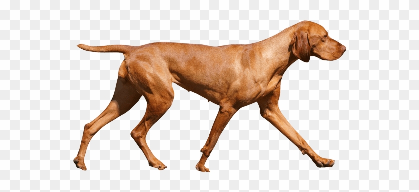 Vizsla Dog Breed Facts And Information Wag Dog Walking - Vizsla #1156977