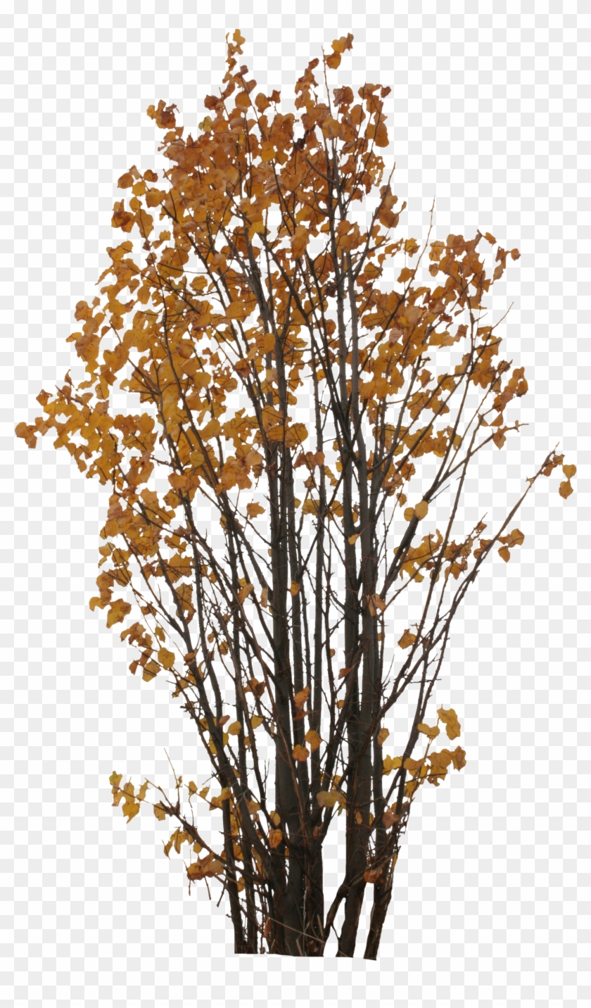 2d Trees, Autumn - Autumn Tree Png #1157227