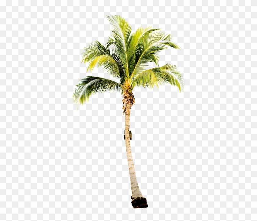 Single Long Palm Tree #1157578