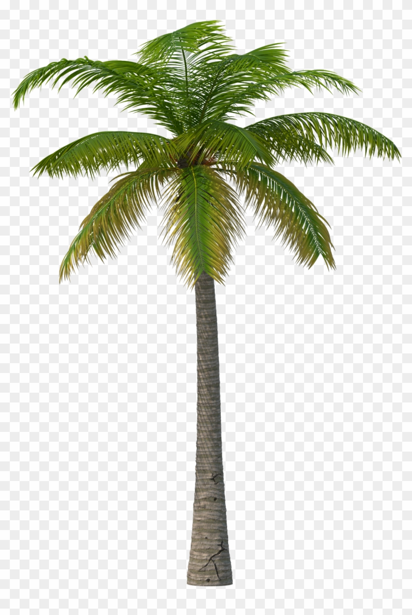 Palm Trees #1157611