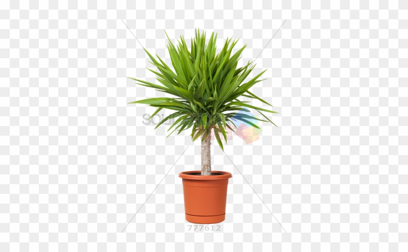 Stock Photo Of Pot Of Yucca Plant Isolated On Transparent - Trees: The Beginners Guide To Growing Potted Trees #1157615