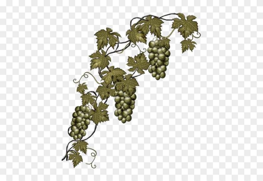 Fm Last Autumn Element 8 - Grape Vine Transparent #1157733