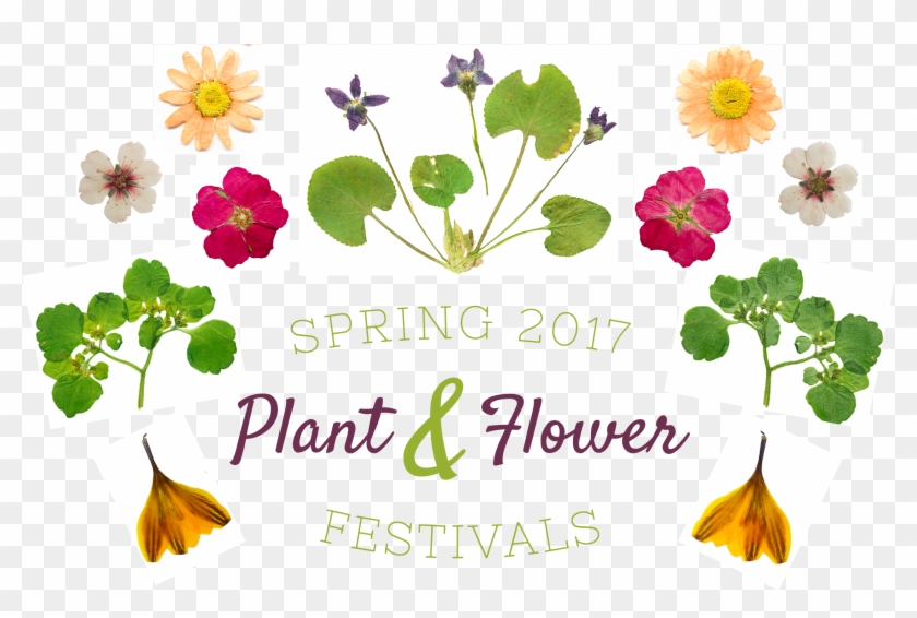 Spring 2017 Plant & Flower Festivals With Flower And - Wood Sorrel #1157811