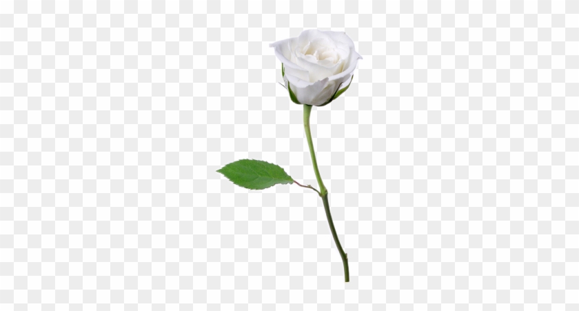 White Rose Png Whiterose Photo By Markminerva00 - Single White Rose #1158631