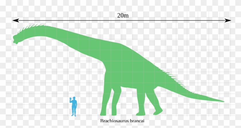 File - Brachiosaurus Scale - Svg - Brachiosaurus Scale #1159513