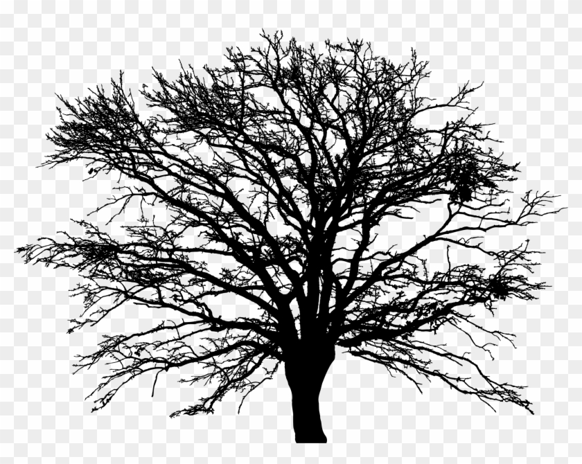 Leafless Winter Tree Silhouette - Leafless Winter Tree Silhouette #1159585