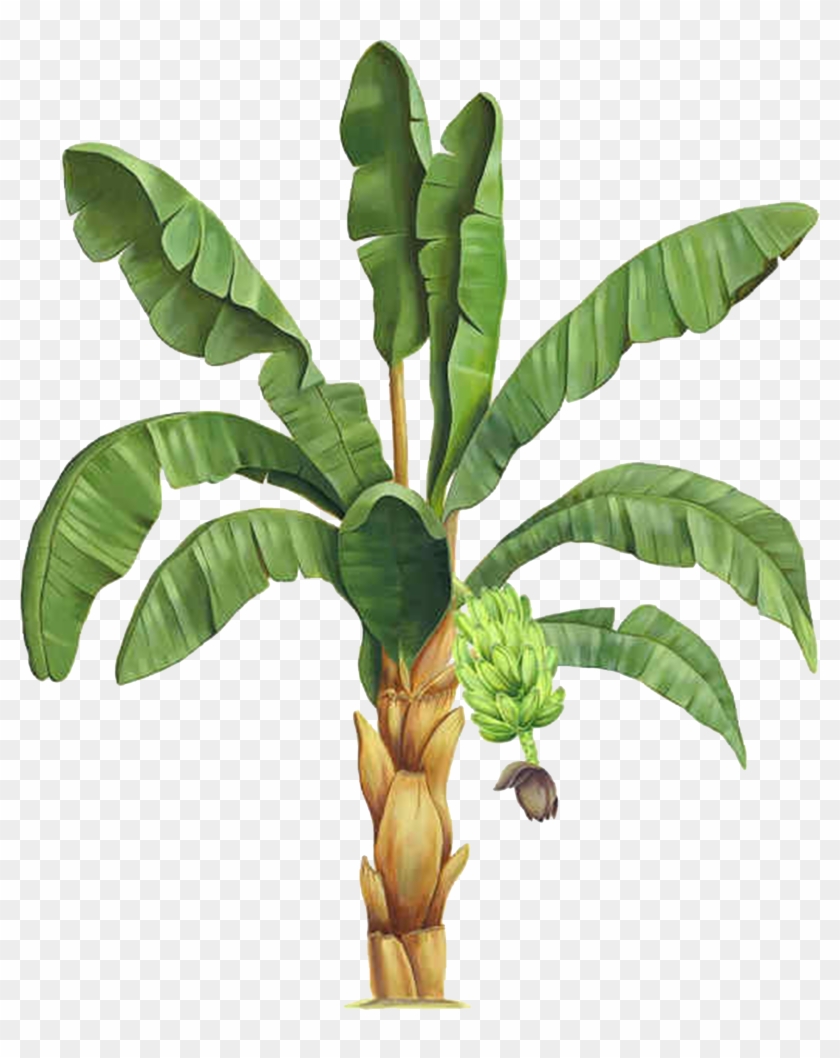 Information Plant Clip Art - Clip Art #1159845