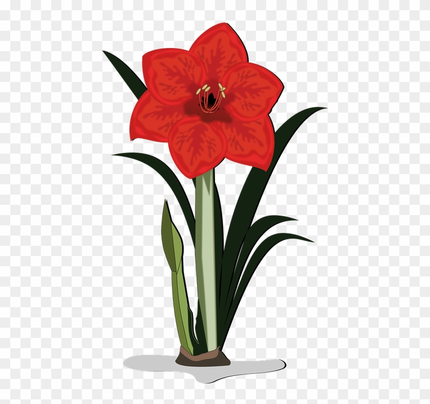 Amaryllis Flower Cliparts - Amaryllis Clip Art Free #1160637