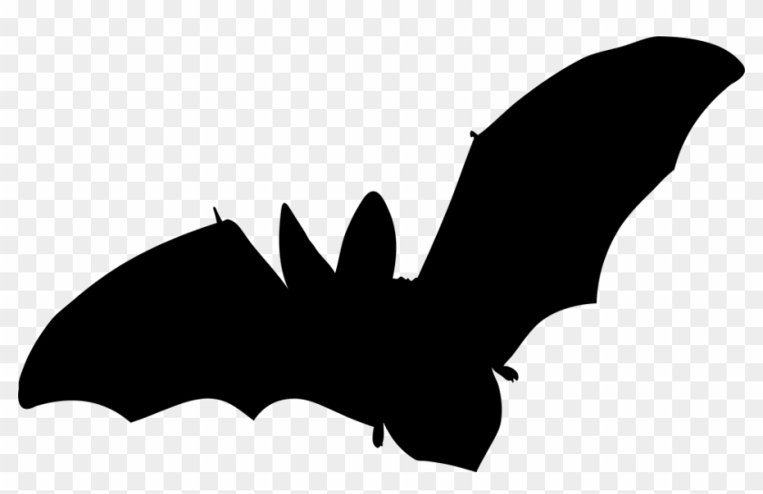 Bat, Mammal, Flying, No Background, Vector - Townsend's Big Eared Bat #1161105