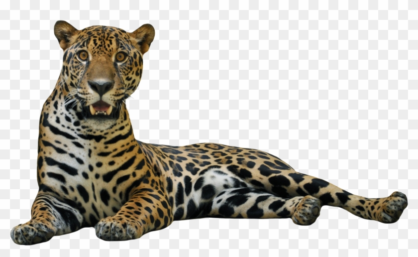 Jaguar - Jaguar Png #1161268