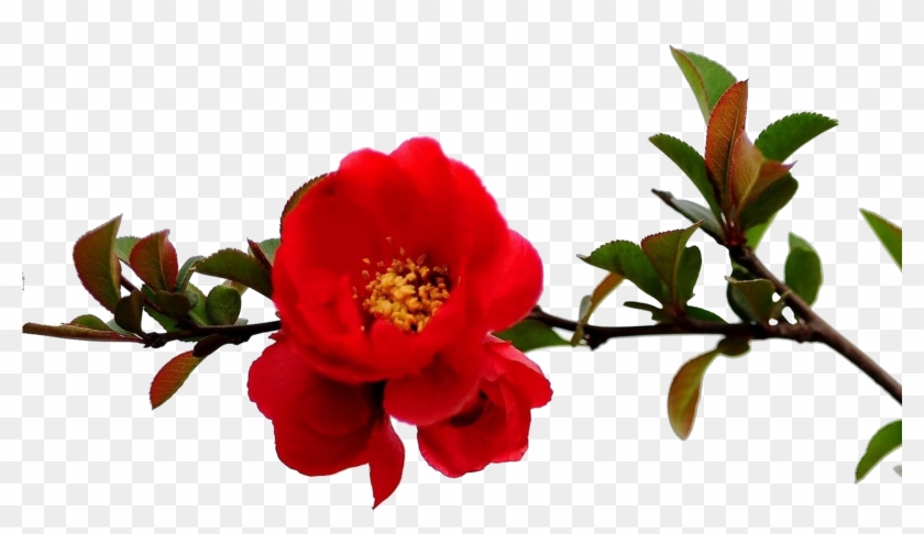 Granada Árbol De Flor De La Rama Roja - Vermelho Ramos De Flores Png #1161523
