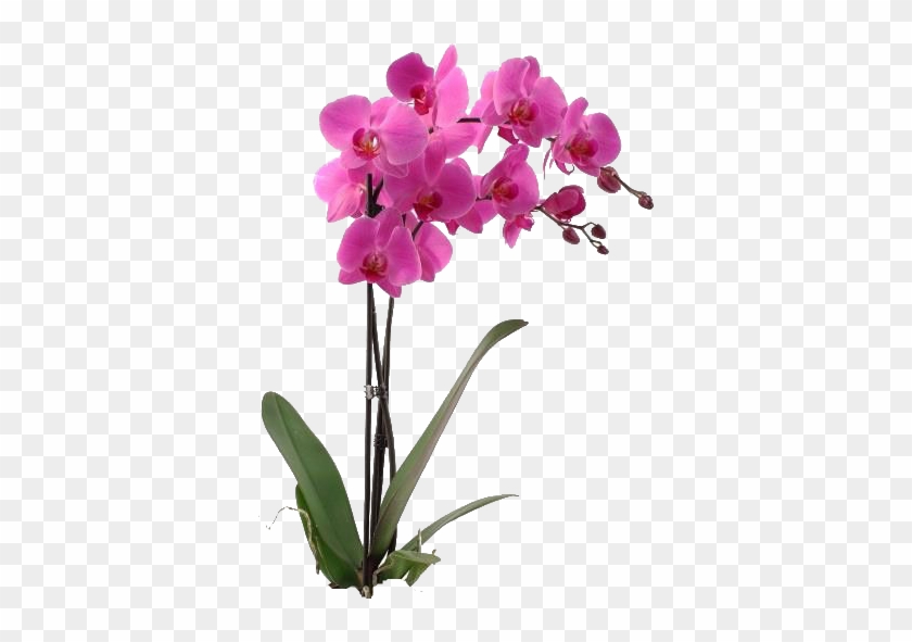 Orchids #1161568