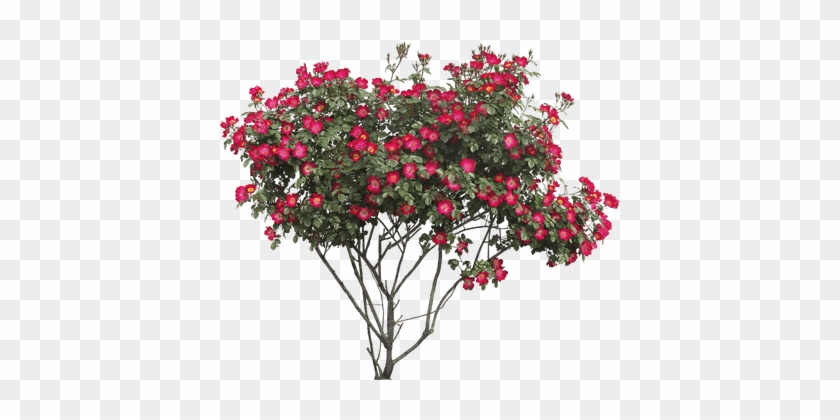 Arbusto Flores Rojas - Flower Tree Png #1161572