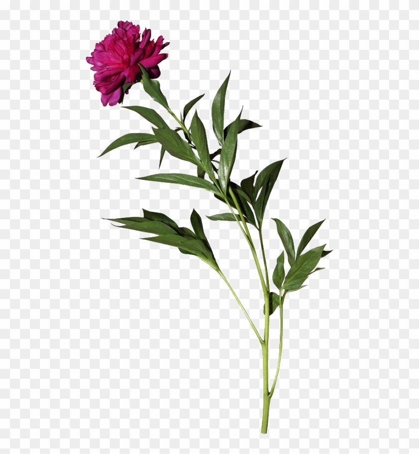 The Morrígan #1161578