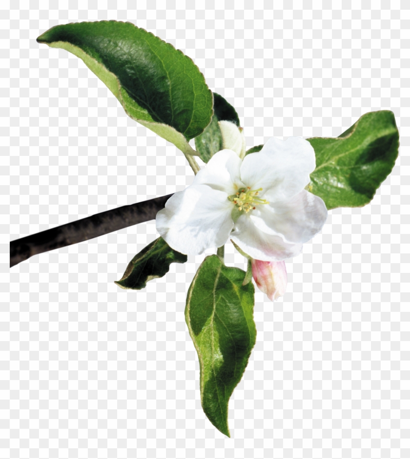 Las Flores De Corte Las Manzanas En Flor - Las Flores De Corte Las Manzanas En Flor #1161614