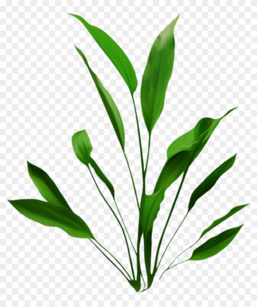 Flores - Aquatic Plant #1161622