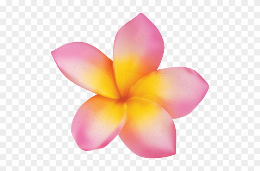 Frangipani - Plumeria On Transparent Background #1161650