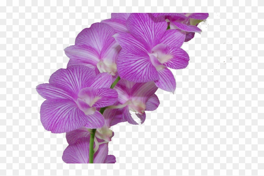 Plumeria Clipart Purple - Flores Morados Png #1161660