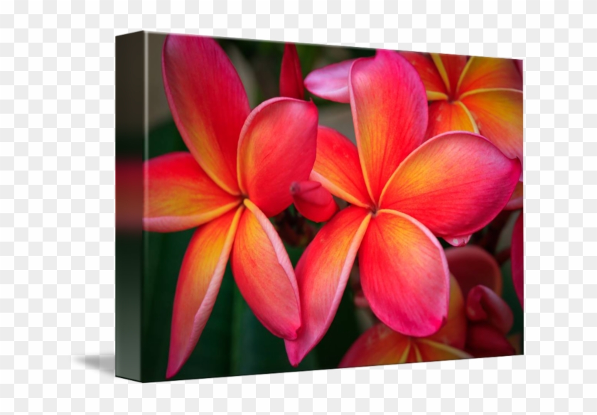 Gallery-wrapped Canvas Art Print 16 X 11 Entitled Plumeria #1161678