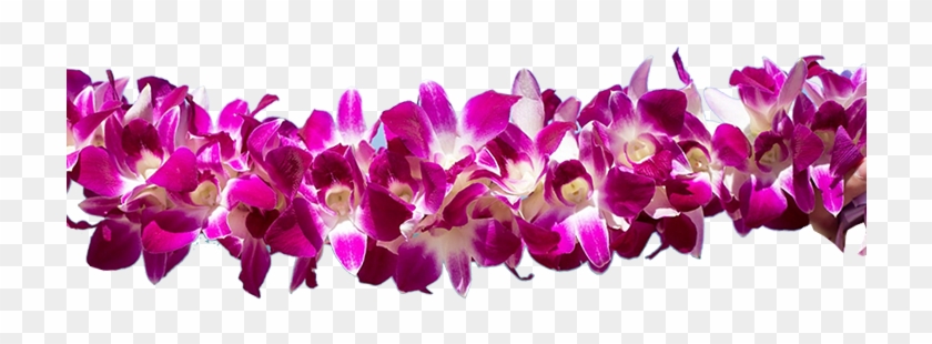 Contact Us - Cattleya Elongata #1161680