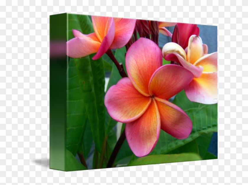 Frangipani #1161683