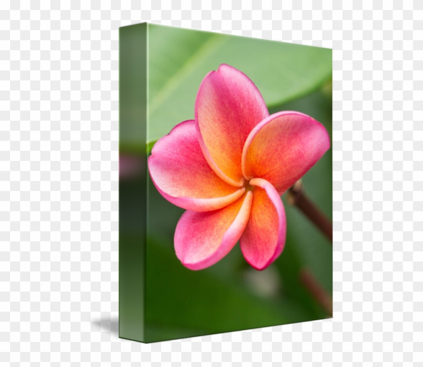 Frangipani #1161685