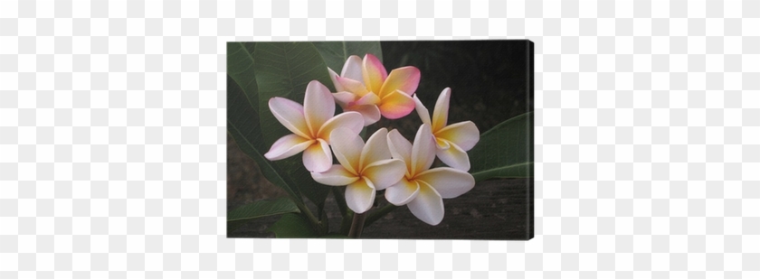 Frangipani #1161756