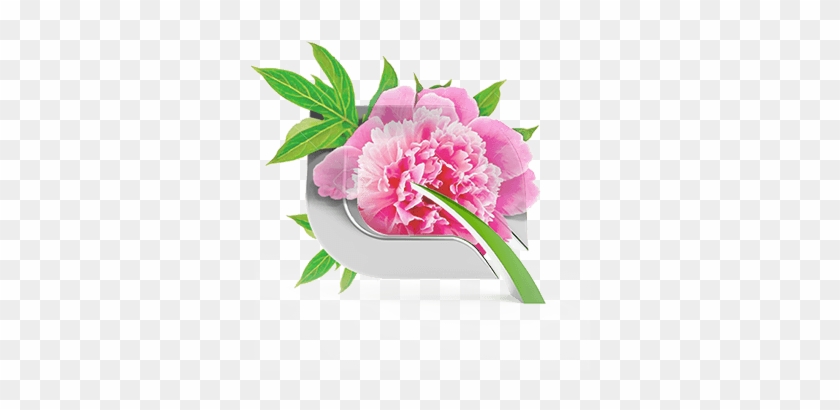 Peony Extract Posebno Se Preporučuje Za Osetljivu Kožu, - Common Peony #1161879