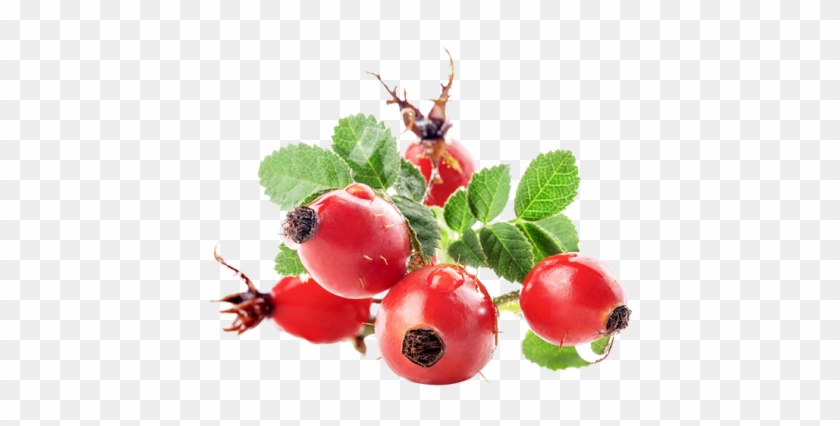 Rose Hip Fruit #1161949