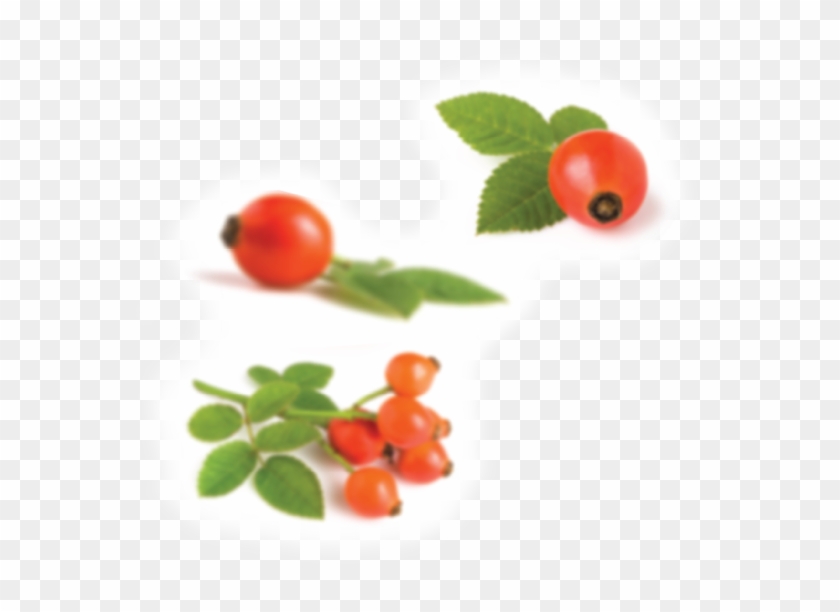 Rosehip Extract Complex Rosehip Extract Complex - Rose Hip #1161950