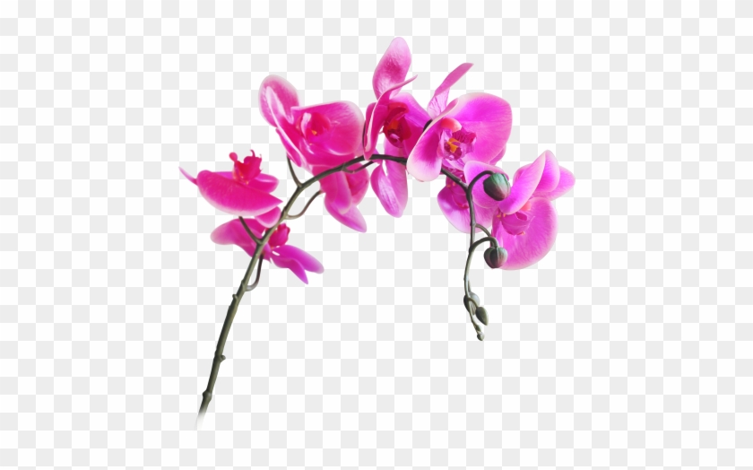 Moth Orchids Artificial Flower Cut Flowers - Искусственные Цветы Png #1161969