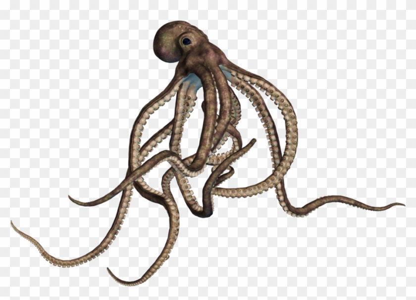 Octopus - Octopus Png #1162126