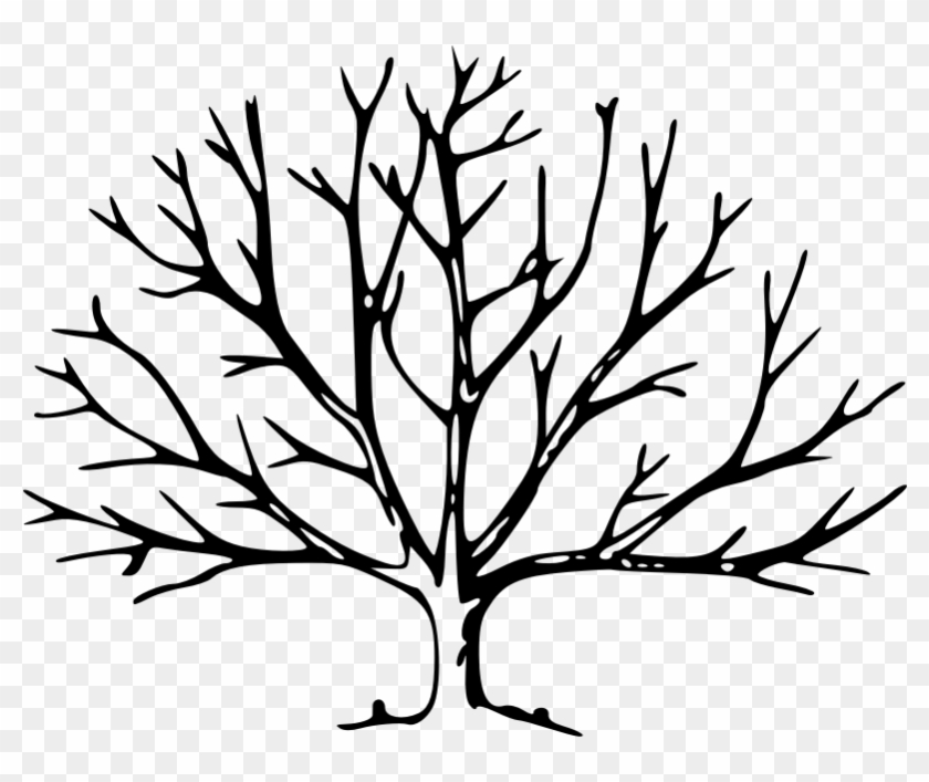 Clipart - Tree - Tree With Branches Outline #1162493