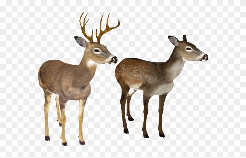 White Tailed Deer Clipart Transparent Background - White-tailed Deer #1163283
