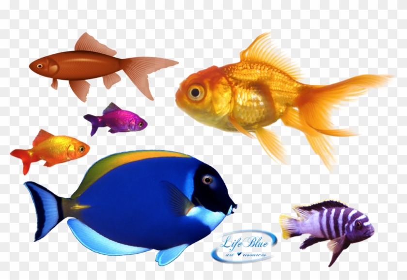 Png By Lifeblue - Gold Fish Png #1163324