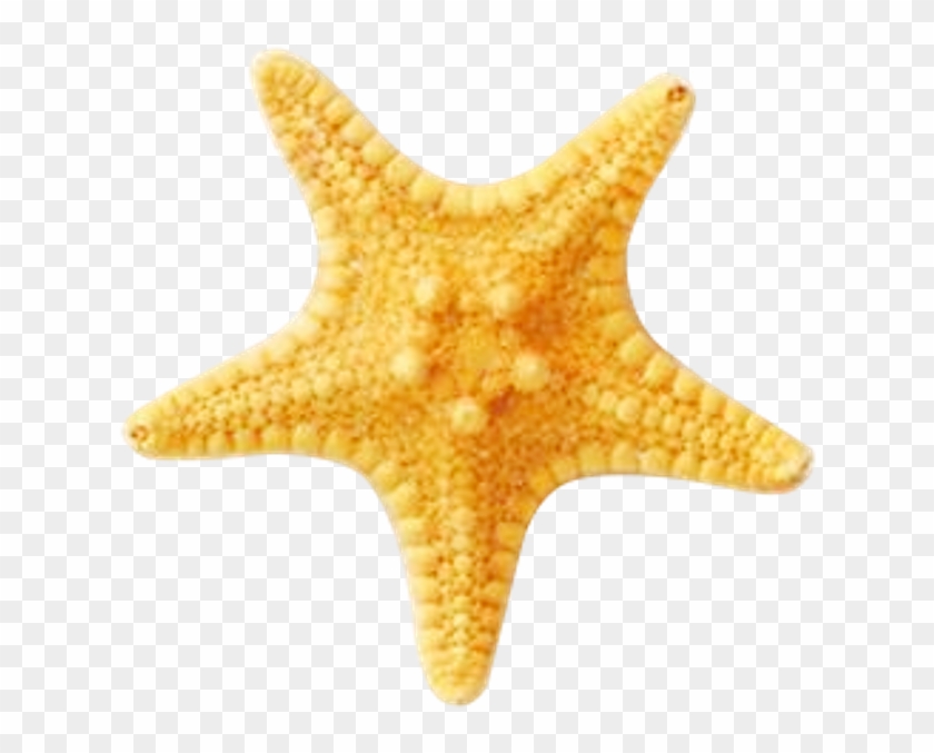 Starfish Ocean Beach Sea Ftestickers - Beach #1163636