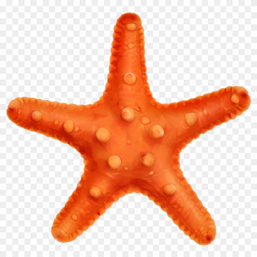 Panama Paper User - Starfish Vector Png #1163643