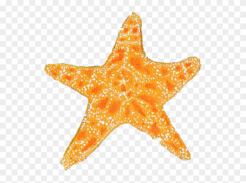Starfish #1163645