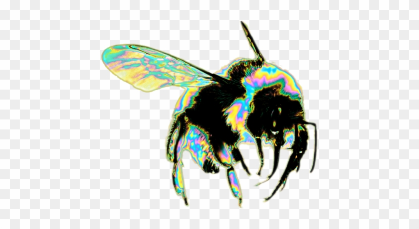 10 - Bee Png #1163874