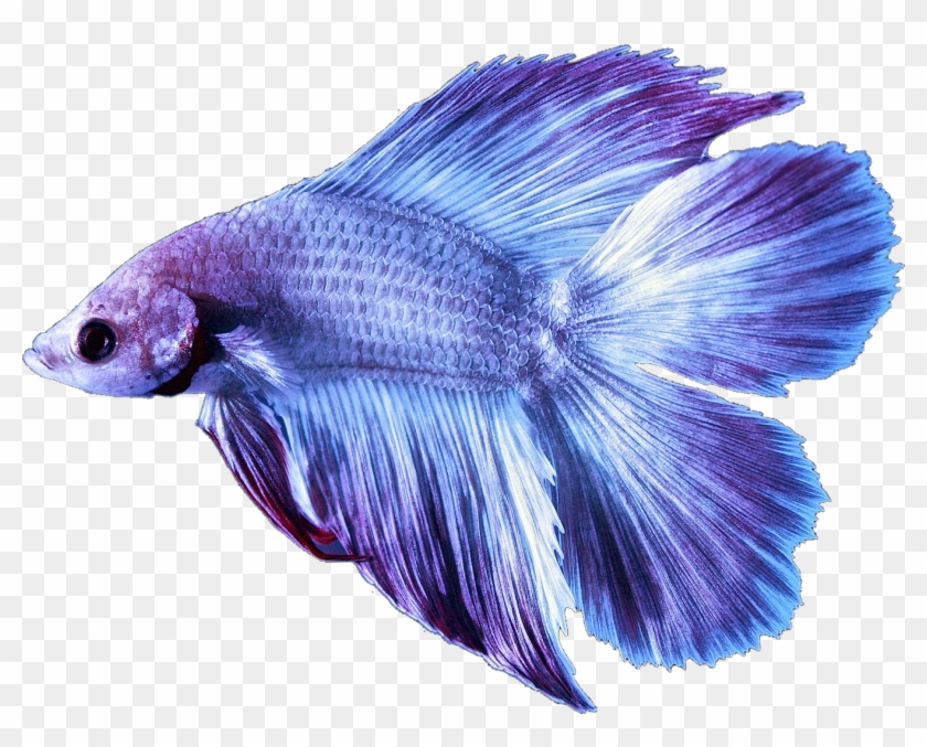 Betta Bettafish Fish Bettasplendens Purple Lilac Fancy - Betta Siamese Fighting Fish #1164030