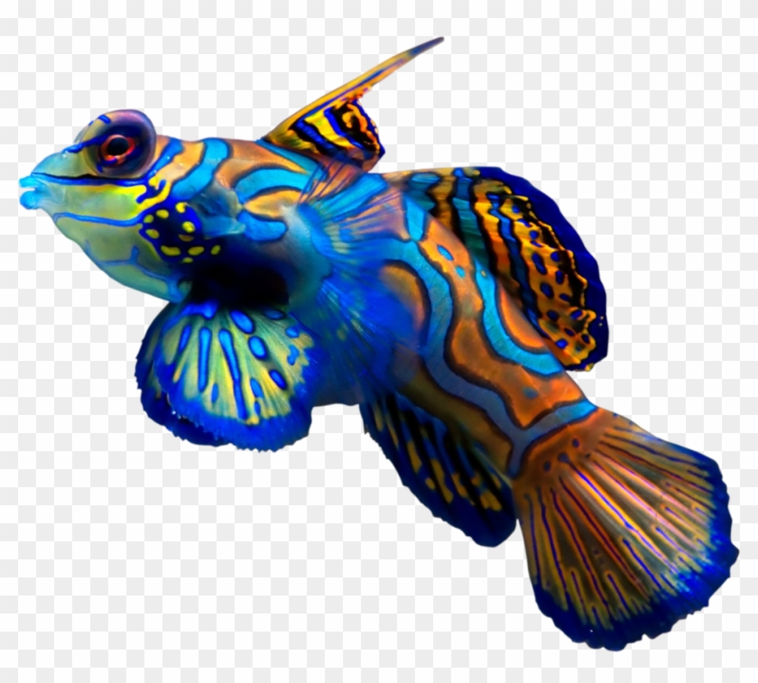 Coral Reef Fish By Hrtddy - Mandarin Fish #1164035