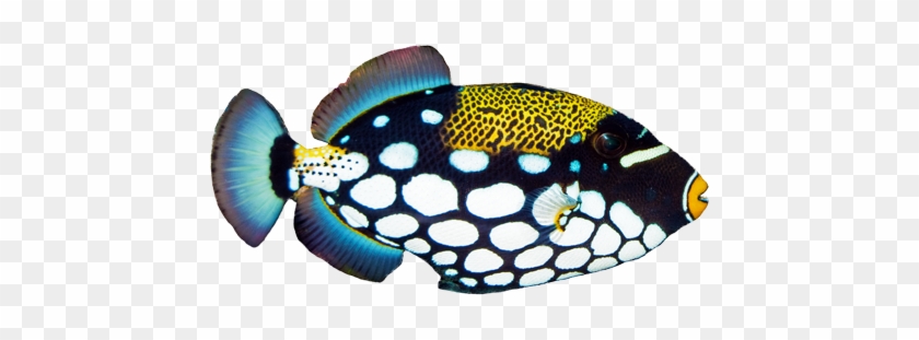Clown Triggerfish - Reef Trigger Fish Png #1164041