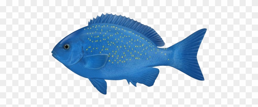 Ocean Fish Png Photos - Ocean Fish Fish Png #1164052