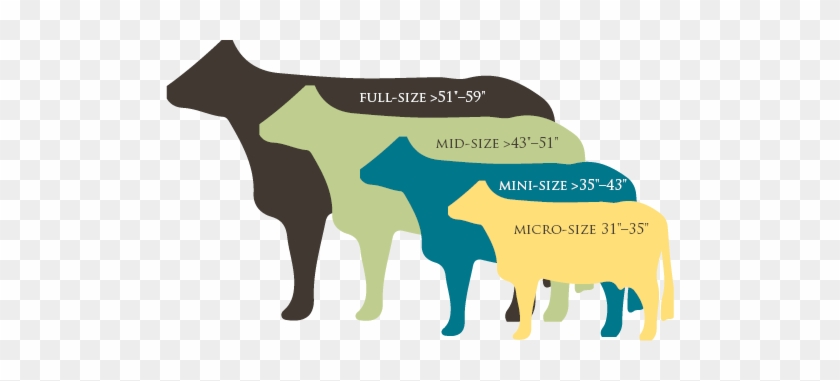 Cow Size - Size Of A Cow #1164248