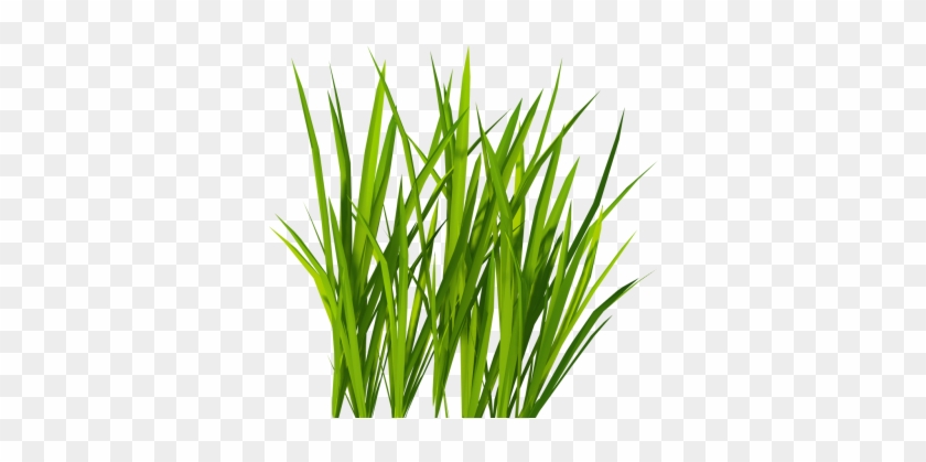 Green Grass Twenty-two - Grass Png Alpha #1164632