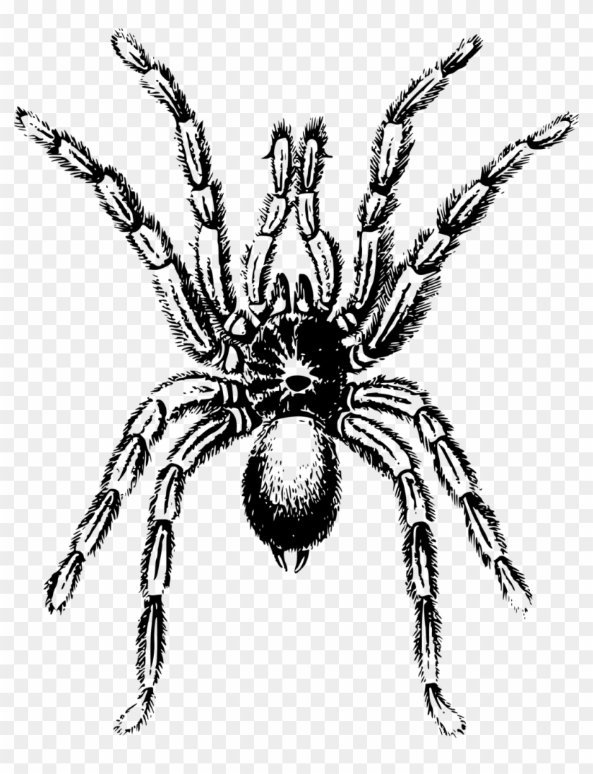 Spider Lycosa Tarantula Clip Art - Tarantula In Black And White #1165069